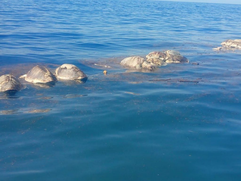 Perecen más de 300 tortugas en redes de pesca en Oaxaca. Noticias en tiempo real