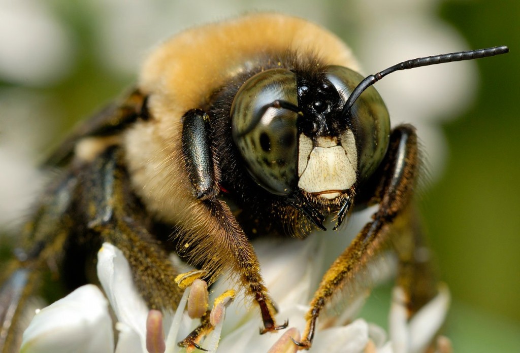 Abeja