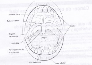 Garganta