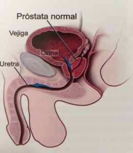 Prostata normal
