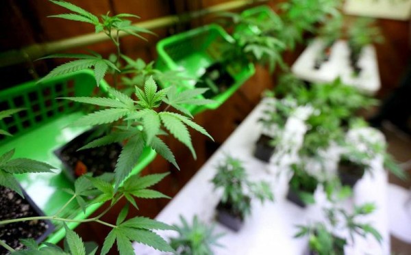 Gobierno AMLO va por uso recreativa de la marihuana y amapola medicinal. Noticias en tiempo real