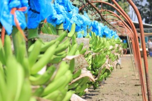 platanos_Tabasco