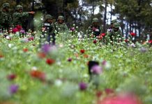 CÁRTEL de SINALOA registra un DECLIVE la PRODUCCIÓN de AMAPOLA