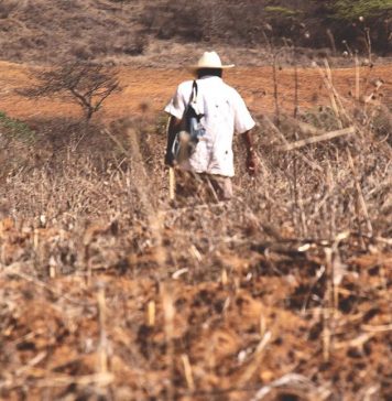 Oaxaca, Chiapas, Puebla, Guerrero y Durango encabezan Población JORNALERA en POBREZA EXTREMA
