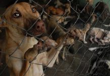 GCDMX rescató +800 PERROS del Refugio Franciscano; 165 están en estado delicado