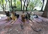 CONGRESO de la CDMX analizará propuesta de REFORMA para que PERROS puedan recibir PENSIÓN ALIMENTICIA