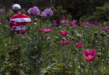 CAMPESINOS de 66 comunidades regresaron a la siembra de la AMAPOLA en GUERRERO