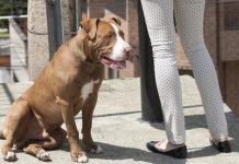 PAN en CONGRESO de la CDMX propone elevar ARRESTO para quien pasee a su PERRO sin correa