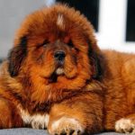 Mastino-Tibetano