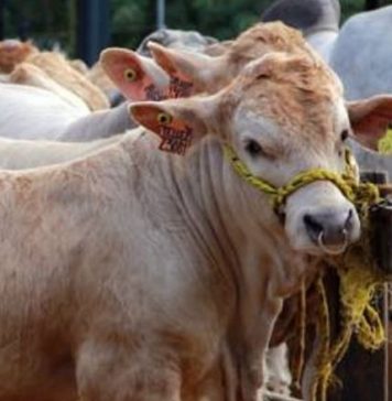 TEXTO ÍNTEGRO: Empresas CÁRNICO y de LÁCTEOS emiten METANO al MedioAMBIENTE