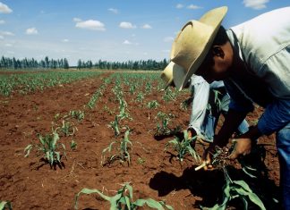 La COMIDA volverá a subir por el ENCARECIMIENTO GLOBAL de los FERTILIZANTES y ENERGÉTICOS