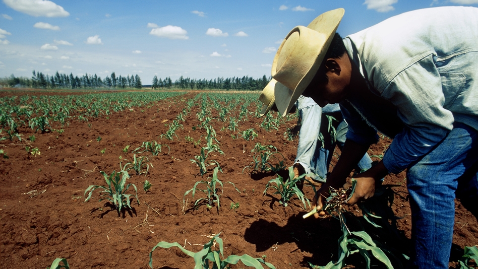 La pandemia deja sin empleo en dos meses a 62,800 campesinos