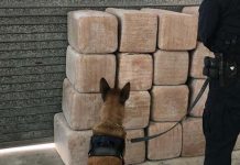 MÉXICO posiciona como el segundo PAÍS con más ASEGURAMIENTO de DROGA en LATINOAMÉRICA