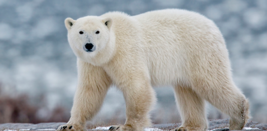 TEXTO ÍNTEGRO: Pérdida de HÁBITAT por el CALENTAMIENTO y la SOBREEXPLOTACIÓN amenazan VIDA