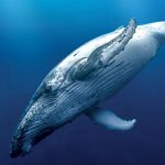 BALLENA-AZUL