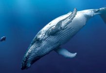 TEXTO ÍNTEGRO: Las VOCALIZACIONES de las BALLENAS AZULES caen 40% ante el aumento del TEMPERATURA MARINA