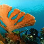 coral-cuerno de alce