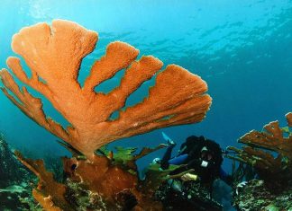 TEXTO ÍNTEGRO: “Calentamiento” de los OCÉANOS se acelera; expertos alertan Ecocidio MARINO