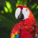 guacamaya-roja