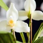orquidea-Monja-Blanca-Flor