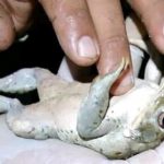 Sapo alvarius, sapo bufo o sapo de Sonora (Imagen aldeanawake.org)