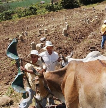 TEXTO ÍNTEGRO: Calentamiento GLOBAL ha incrementado INFLACIÓN (+)3% en ALIMENTOS