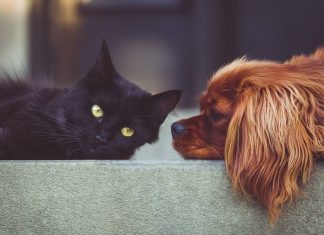 SENADO presenta proyecto de dictamen para expedir la LEY GENERAL de BIENESTAR ANIMAL