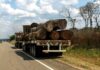 La VENTA ILEGAL de MADERA forma parte de las actividades del CRIMEN ORGANIZADO