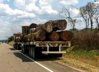 La VENTA ILEGAL de MADERA forma parte de las actividades del CRIMEN ORGANIZADO