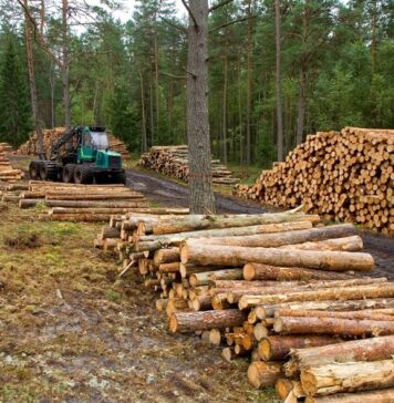 MÉXICO tiene 122 ZONAS CRÍTICAS por la TALA ILEGAL; Comunidades ven desaparecer su Patrimonio Ecológico