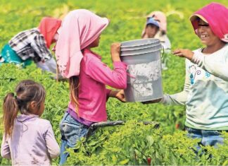 TEXTO ÍNTEGRO: Se recrudece el Abandono Escolar; 1.1 MLLNS de NIÑ@S son FORZADOS a TRABAJAR en MX