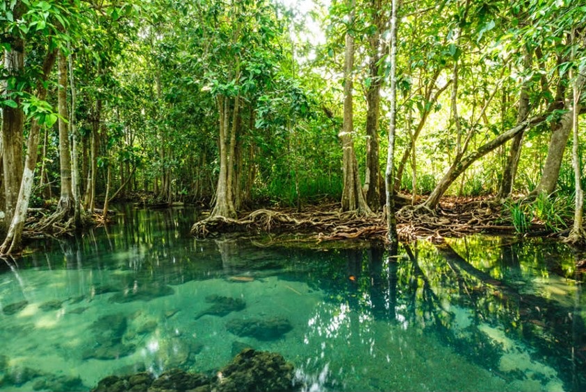 Investigadores descubren antiguo ECOSISTEMA de MANGLARES en YUCATÁN - Punto por punto