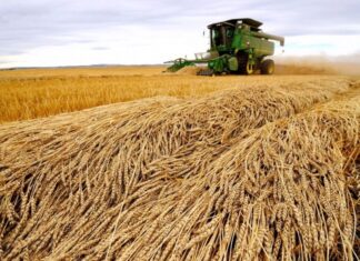 El NIÑO AMENAZA las COSECHAS de CACAO, CAFÉ y TRIGO