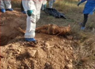 TEXTO ÍNTEGRO: Hallan más de 5 MIL FOSAS CLANDESTINAS en la República MEXICANA, en los Últimos SEXENIOS