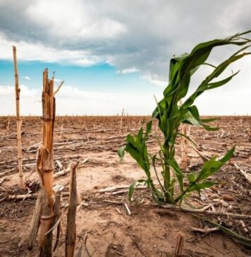 TEXTO ÍNTEGRO: Clima Extremo modifica AGRICULTURA en el MUNDO; mientras PRODUCCIÓN del CAMPO cae alrededor 20%