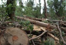 MÉXICO con GRAVES SIGNOS de DETERIORO AMBIENTAL ante la explotación de recursos y la contaminación