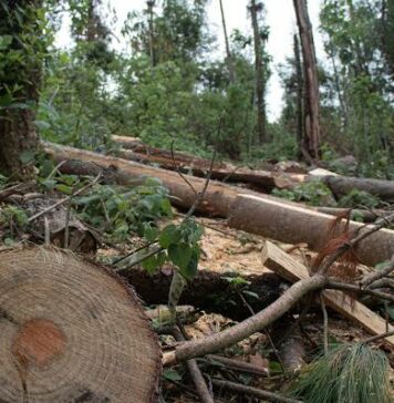 MÉXICO con GRAVE DETERIORO AMBIENTAL ante la Explotación de RECURSOS y CONTAMINACIÓN