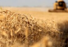 La acumulación de GASES de efecto INVERNADERO transforma la AGRICULTURA GLOBAL