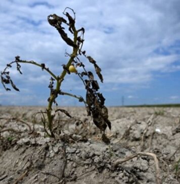 Fenómeno de ‘EL NIÑO’ se extenderá y alcanzará GRAN INTENSIDAD en Año 2027