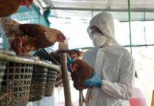 Detectan posible caso de GRIPE AVIAR en una persona en EU; ven que el RIESGO sigue siendo bajo