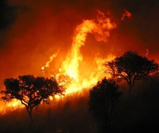 CAMBIO CLIMÁTICO alimenta INCENDIOS FORESTALES; son más frecuentes y DEVASTADORES