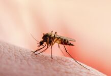 La SALUD PÚBLICA de MÉXICO en ALERTA; detectan SUPER MOSQUITO en YUCATÁN