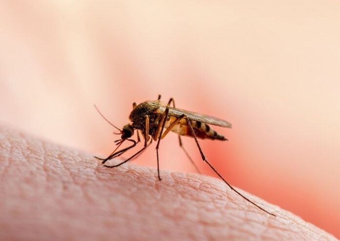 mosquito