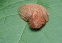 ORUGA PELUCHE preocupa a AUTORIDADES de SALUD; el INSECTO TÓXICO pone en ALERTA a JALISCO