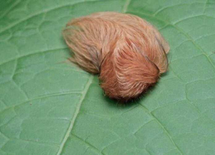 oruga peluche