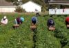 TEXTO ÍNTEGRO: CAÍDA del PIB está liderada por baja Actividad en Agricultura y la Manufactura