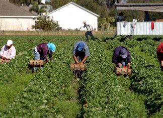 TEXTO ÍNTEGRO: CAÍDA del PIB está liderada por la baja Actividad en Agricultura y la Manufactura