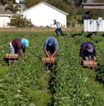 TEXTO ÍNTEGRO: 1 de cada 8 personas en el MUNDO envía o recibe REMESAS; MÁS del 50% llegan a Zonas RURALES