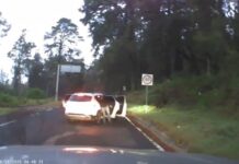 VIDEO: Pareja logra ESCAPAR de un GRUPO ARMADO cuando circulaba sobre la vía federal MÉXICO-CUERNAVACA