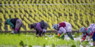 TEXTO ÍNTEGRO: Alerta Hoy en la INDUSTRIA ALIMENTARIA; clima extremo eleva PRECIO por RACIÓN